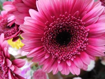 ｶﾞｰﾍﾞﾗ　ﾚﾝﾌﾞﾗﾝﾄ　｜「花の店百花園」　（北海道函館市の花キューピット加盟店 花屋）のブログ