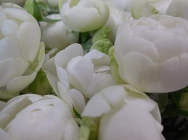 SPﾊﾞﾗ　 ｳｲｯｼｭ｜「花の店百花園」　（北海道函館市の花キューピット加盟店 花屋）のブログ
