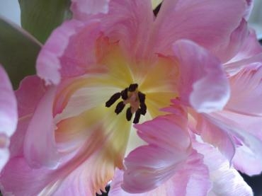 チューリップ｜「花の店百花園」　（北海道函館市の花キューピット加盟店 花屋）のブログ