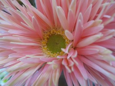 エリーゼ　｜「花の店百花園」　（北海道函館市の花キューピット加盟店 花屋）のブログ