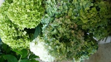 アナベル｜「花の店百花園」　（北海道函館市の花キューピット加盟店 花屋）のブログ
