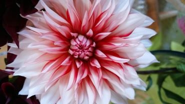 ダリア　ラララ｜「花の店百花園」　（北海道函館市の花キューピット加盟店 花屋）のブログ