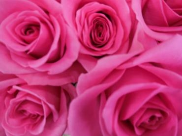 ピンクレディブル 花屋ブログ 北海道函館市の花屋 花の店百花園にフラワーギフトはお任せください 当店は 安心と信頼の花キューピット加盟店です 花キューピットタウン