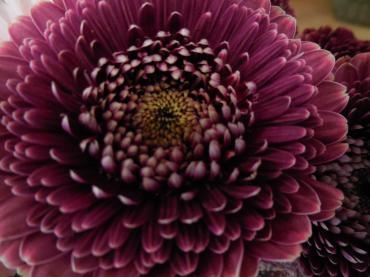 ガーベラ　シック｜「花の店百花園」　（北海道函館市の花キューピット加盟店 花屋）のブログ