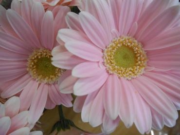 　ガーベラ  ピラティス｜「花の店百花園」　（北海道函館市の花キューピット加盟店 花屋）のブログ
