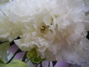ボンボヤージュ　ホワイト　｜「花の店百花園」　（北海道函館市の花キューピット加盟店 花屋）のブログ