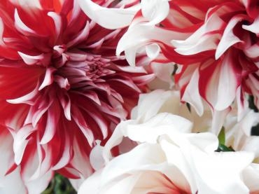 ダリア　　ラララ｜「花の店百花園」　（北海道函館市の花キューピット加盟店 花屋）のブログ