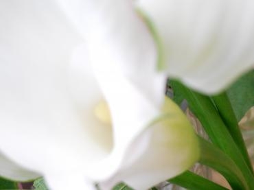 カラー　サッポロ｜「花の店百花園」　（北海道函館市の花キューピット加盟店 花屋）のブログ