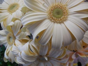 パスタ｜「花の店百花園」　（北海道函館市の花キューピット加盟店 花屋）のブログ