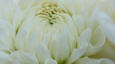 ダリア　彩雪｜「花の店百花園」　（北海道函館市の花キューピット加盟店 花屋）のブログ