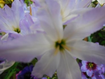 ﾘｭｰｺｺﾘｰﾈ｜「花の店百花園」　（北海道函館市の花キューピット加盟店 花屋）のブログ