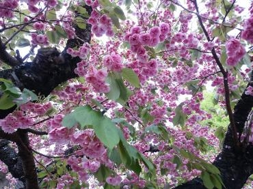八重桜｜「花の店百花園」　（北海道函館市の花キューピット加盟店 花屋）のブログ