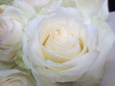 アバランシェ｜「花の店百花園」　（北海道函館市の花キューピット加盟店 花屋）のブログ