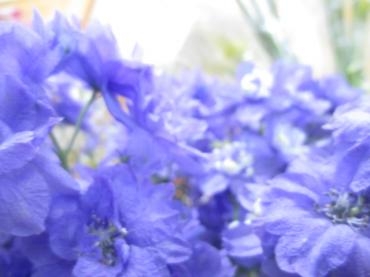 スプレーデルフィニューム｜「花の店百花園」　（北海道函館市の花キューピット加盟店 花屋）のブログ