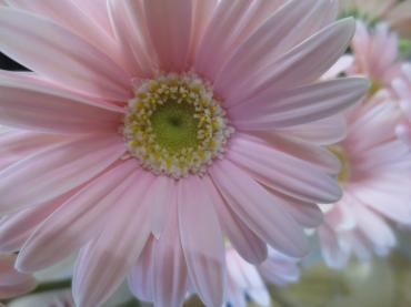 ピラテス｜「花の店百花園」　（北海道函館市の花キューピット加盟店 花屋）のブログ