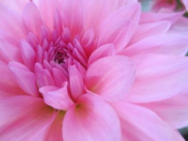 折れ線グラフの心　｜「花の店百花園」　（北海道函館市の花キューピット加盟店 花屋）のブログ