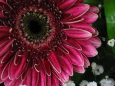 8周年｜「花の店百花園」　（北海道函館市の花キューピット加盟店 花屋）のブログ