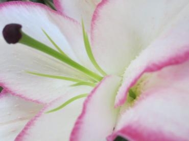 百合　エッジ｜「花の店百花園」　（北海道函館市の花キューピット加盟店 花屋）のブログ