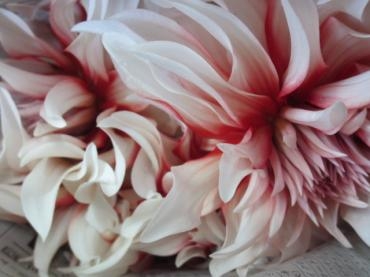 ダリア　ラララ｜「花の店百花園」　（北海道函館市の花キューピット加盟店 花屋）のブログ