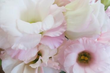 トルコギキョウ｜「花の店百花園」　（北海道函館市の花キューピット加盟店 花屋）のブログ