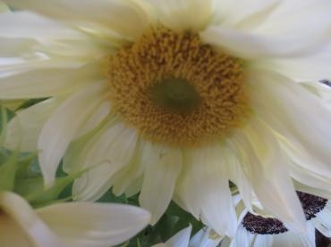 ひまわり  ホワイト・・・｜「花の店百花園」　（北海道函館市の花キューピット加盟店 花屋）のブログ