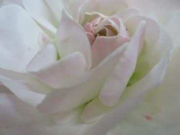 ラナンキュラス　エニフ｜「花の店百花園」　（北海道函館市の花キューピット加盟店 花屋）のブログ