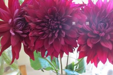 五月の光｜「花の店百花園」　（北海道函館市の花キューピット加盟店 花屋）のブログ