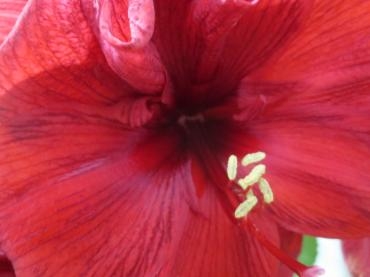 アマリリス｜「花の店百花園」　（北海道函館市の花キューピット加盟店 花屋）のブログ