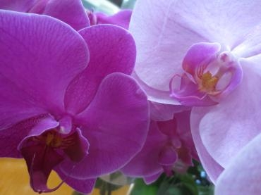 新年｜「花の店百花園」　（北海道函館市の花キューピット加盟店 花屋）のブログ