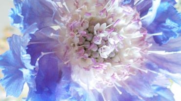 スカビオサ｜「花の店百花園」　（北海道函館市の花キューピット加盟店 花屋）のブログ