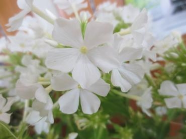 フロックス　オメガ｜「花の店百花園」　（北海道函館市の花キューピット加盟店 花屋）のブログ