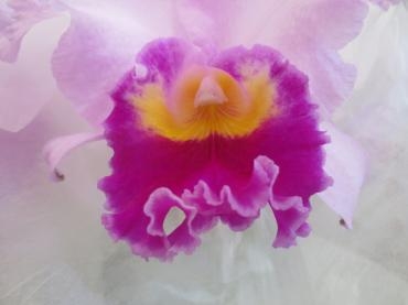 年頭の挨拶｜「花の店百花園」　（北海道函館市の花キューピット加盟店 花屋）のブログ