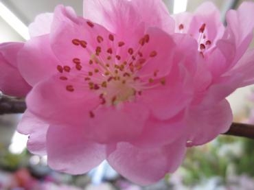 桃の節句|「花の店百花園」　（北海道函館市の花屋）のブログ
