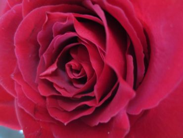 バレンタインデー|「花の店百花園」　（北海道函館市の花屋）のブログ