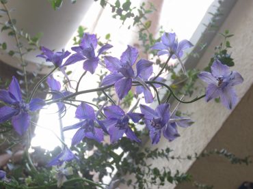 ラクスパー｜「花の店百花園」　（北海道函館市の花キューピット加盟店 花屋）のブログ
