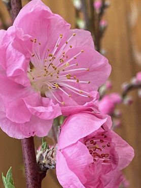 桃｜「花の店百花園」　（北海道函館市の花キューピット加盟店 花屋）のブログ